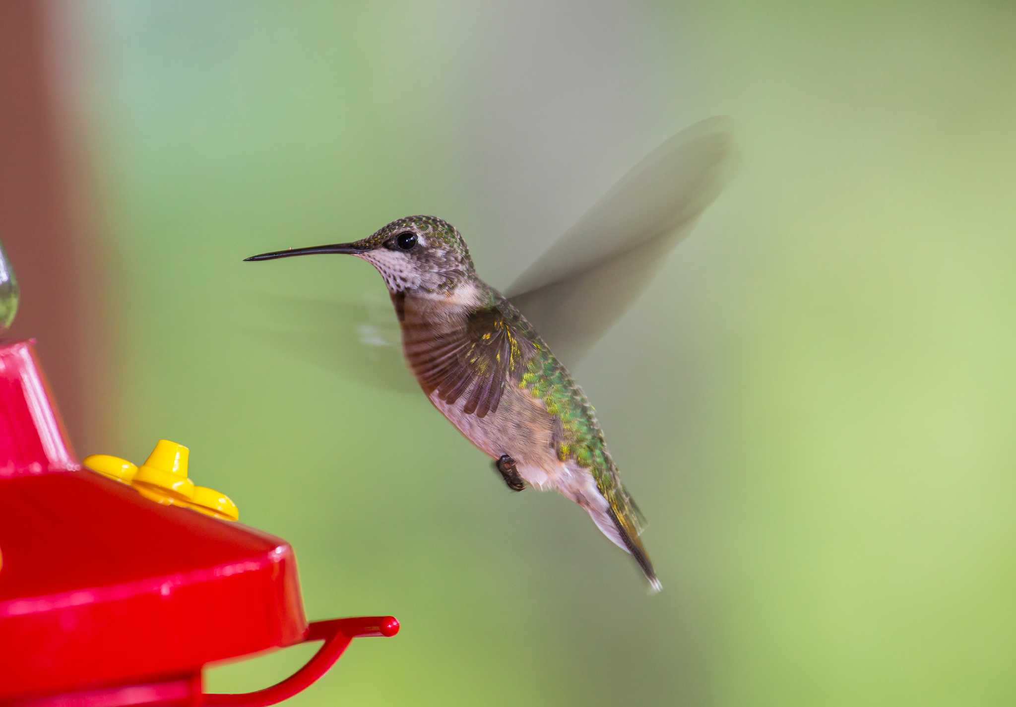 Kleb Woods Nature Center gears up for hummingbird fest