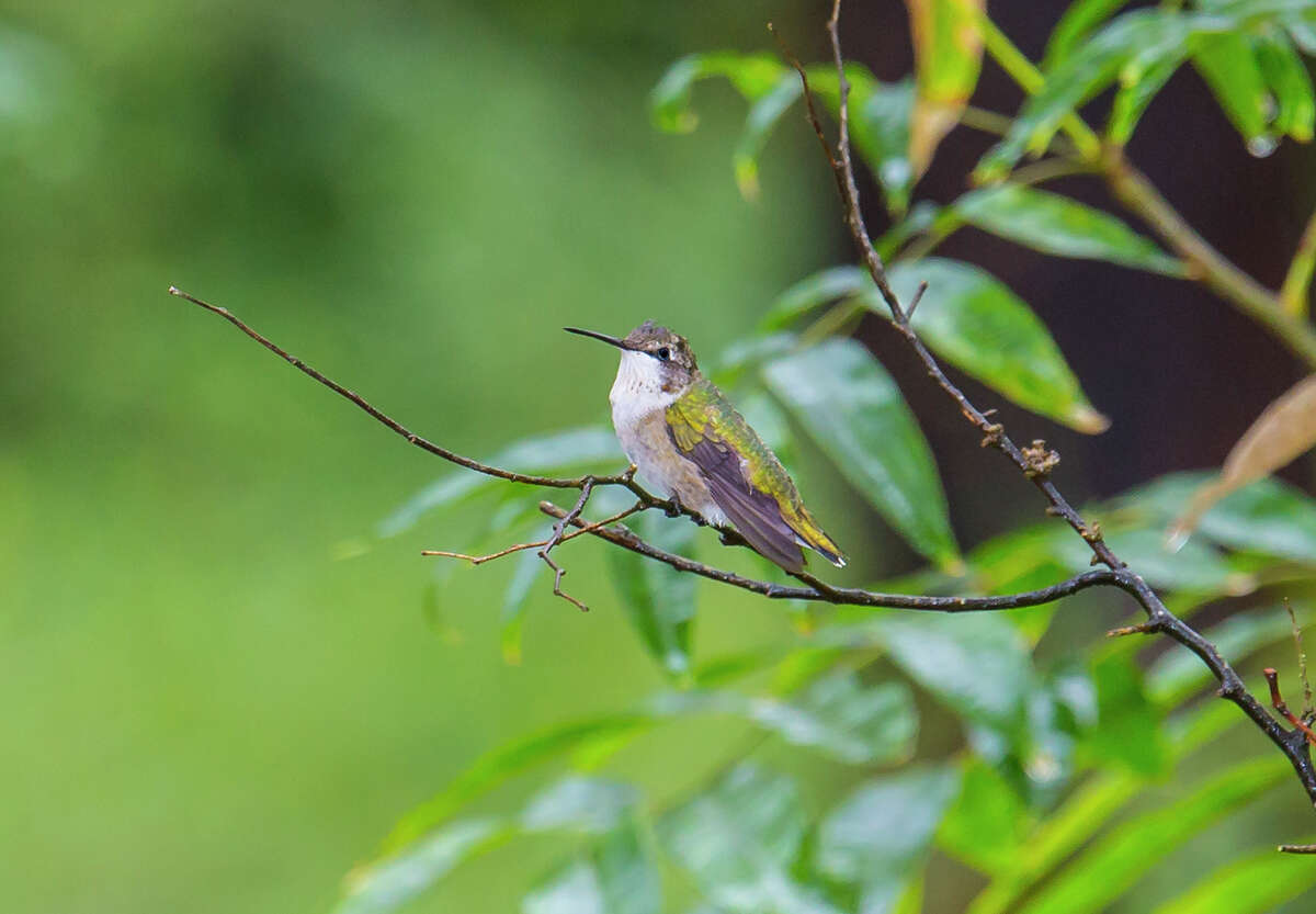 Kleb Woods Nature Center gears up for hummingbird fest