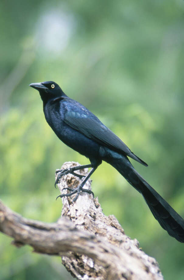 What you need to know about Grackles, Texas' worst bird Houston Chronicle