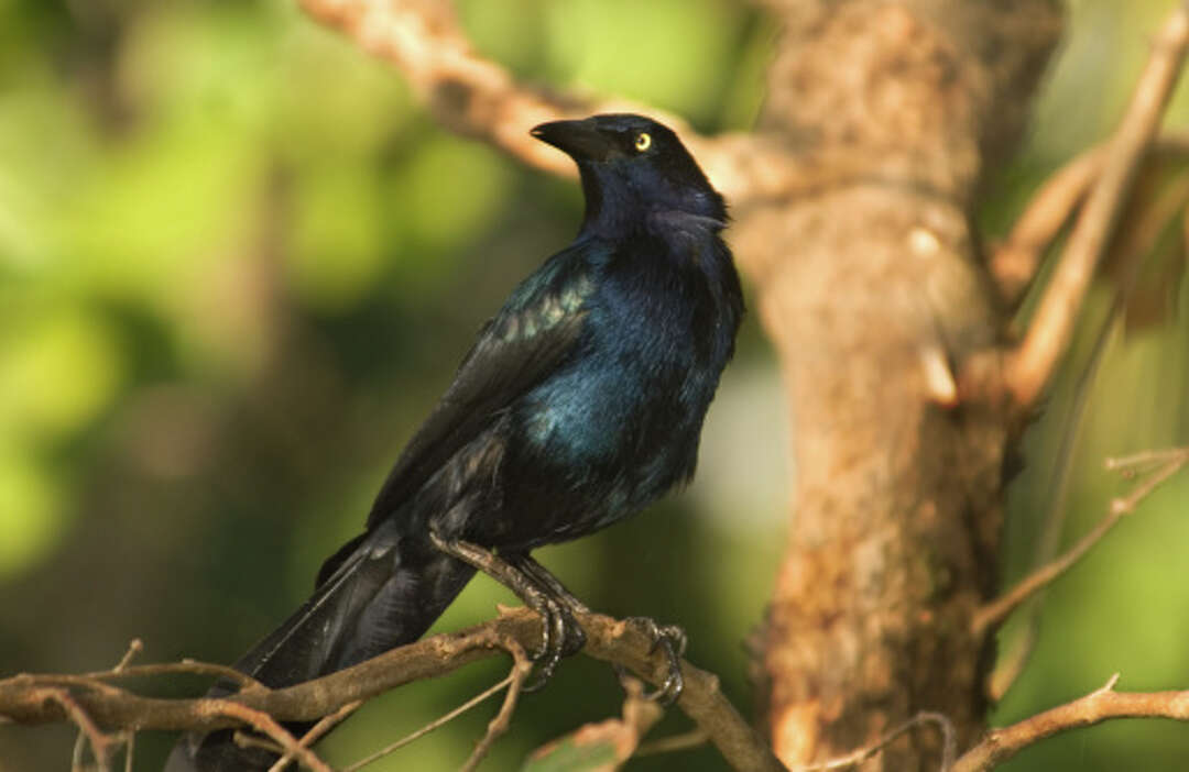 What you need to know about Grackles, Texas' worst bird