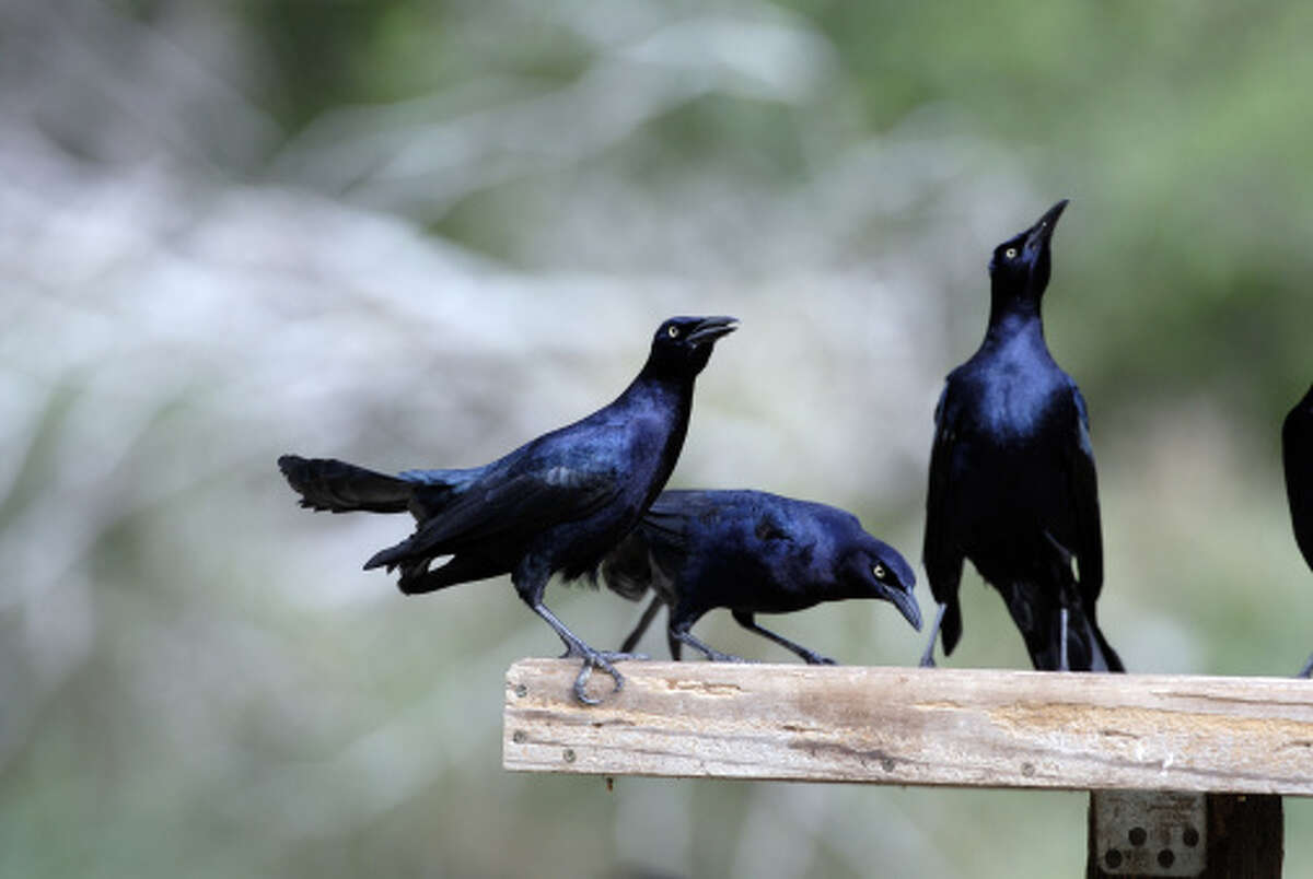 What you need to know about Grackles, Texas' worst bird