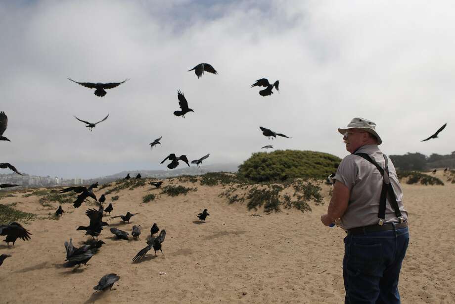 'Just like Millennials' Raven, crow populations have exploded in the