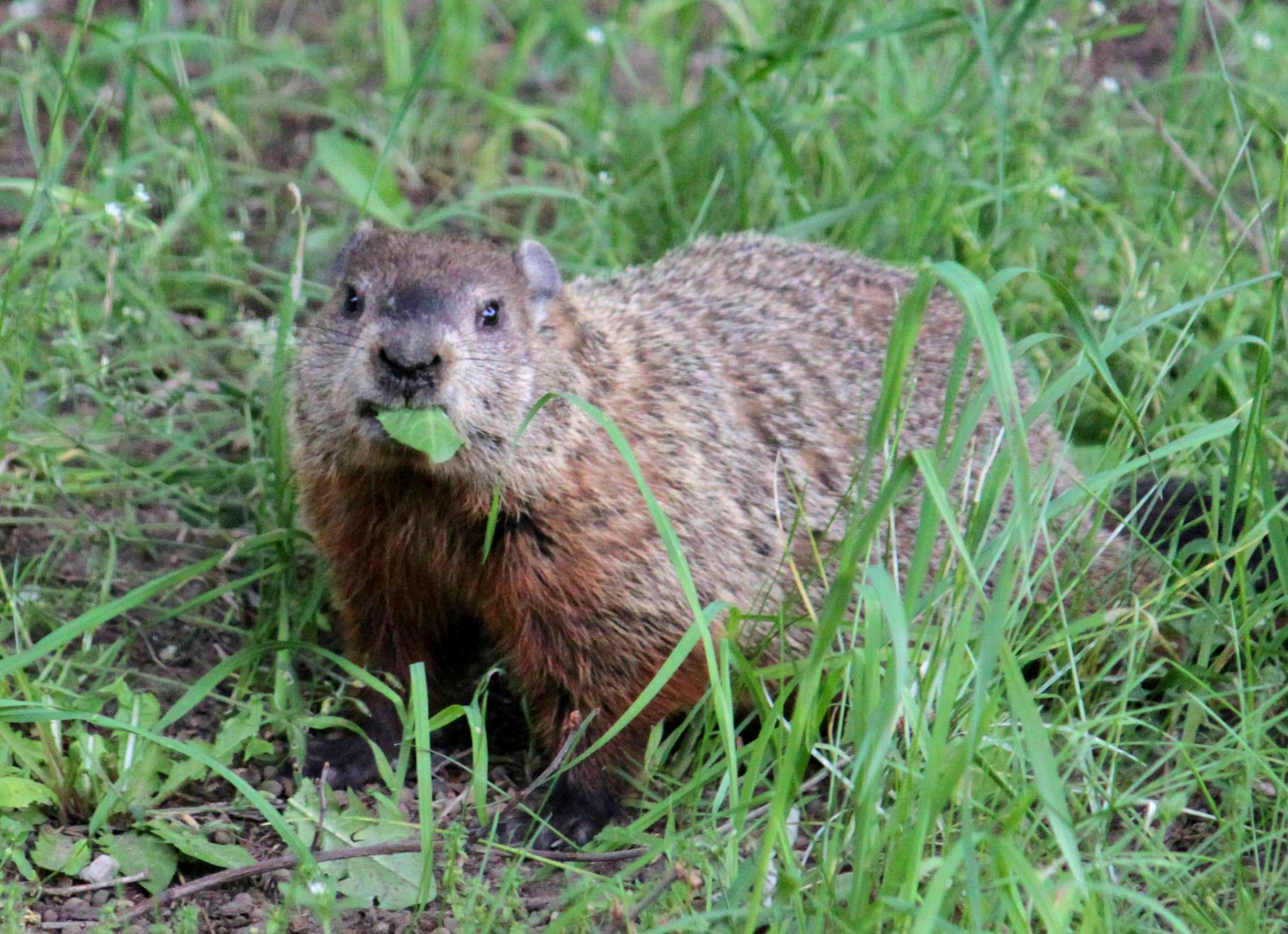 No criminal charges in woodchuck death, cops say - Vimarsana News