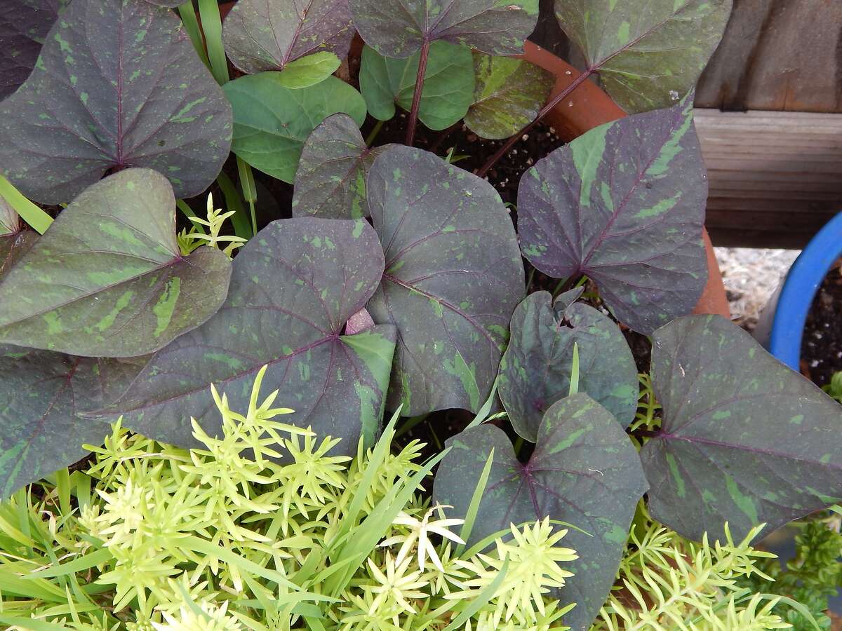 A new variety of Sweet Potato vine is the dazzlingly patterned variety called ‘Jade Masquerade’ with distinctive heart-shaped leaves.