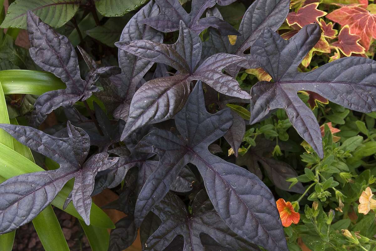 Release a garden's black beauty with 'Jade Masquerade' vine