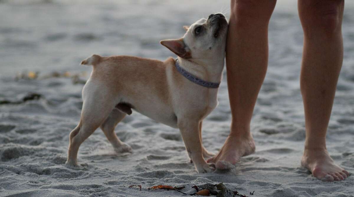 The best of dogfriendly Carmel