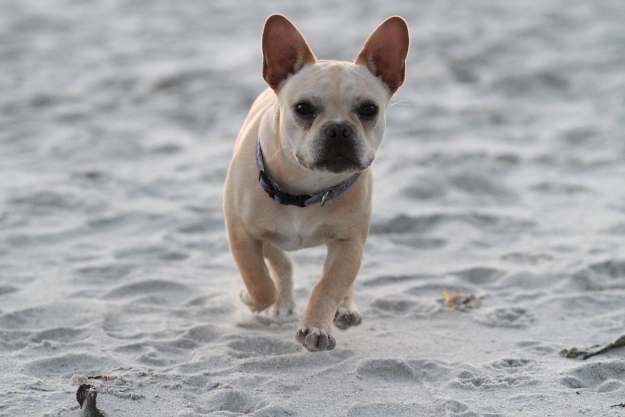 Lady Gaga's French bulldog was stolen. The dogs are getting targeted by thieves in the Bay Area, too - Vimarsana News