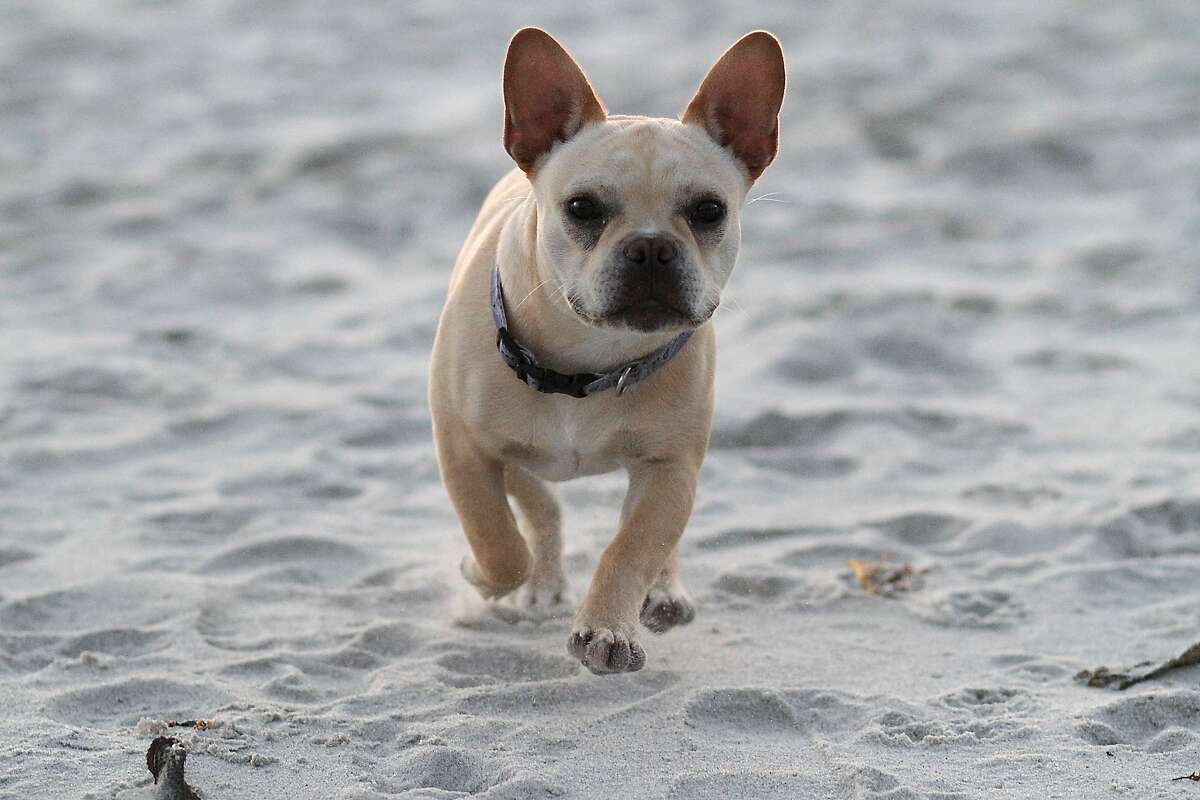 George, a French bulldog, runs around on the beach on Saturday, May 19, 2012. Carmel is one of the most dog friendly places you will find in California. From the beaches to the stores, everywhere you go in Carmel so can your dog.