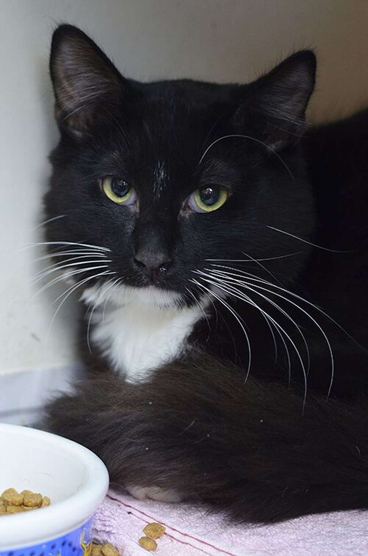 34 cats abandoned outside Novato animal shelter