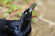 Grackles like this one are dropping feces all over a popular street in Galveston, Texas, leading residents to debate how often their arteries need to be cleaned.