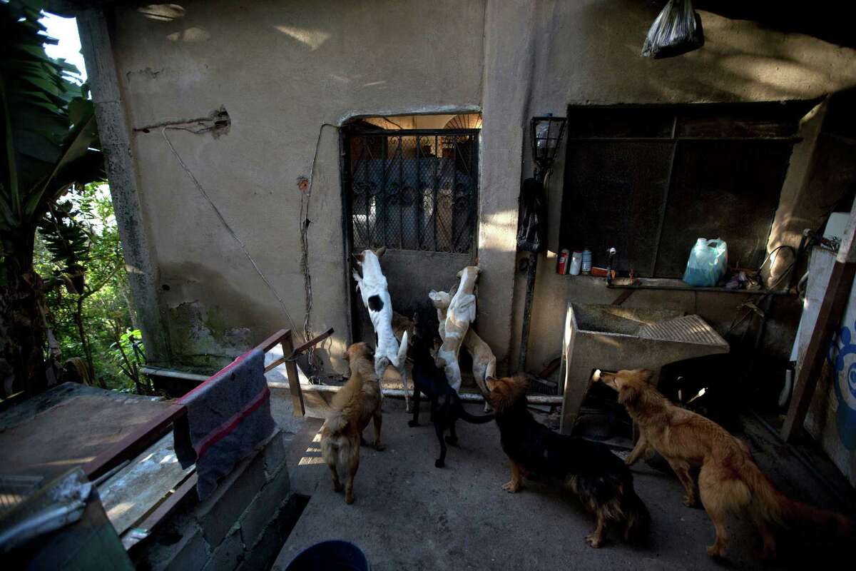 In this July 23, 2016 photo, abandoned dogs gather for feeding time at the private shelter Funasissi, in the working-class Caracas neighborhood of El Junquito, Venezuela. No figures are available, but activists and veterinarians say they are seeing a growing number of dogs and cats abandoned at Venezuela's parks, shelters, and private clinics. (AP Photo/Fernando Llano)