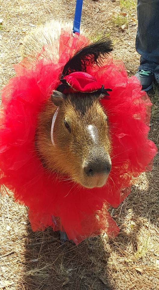 Capybaras: Friendly Giants of the Rodent Community - AZPetVet