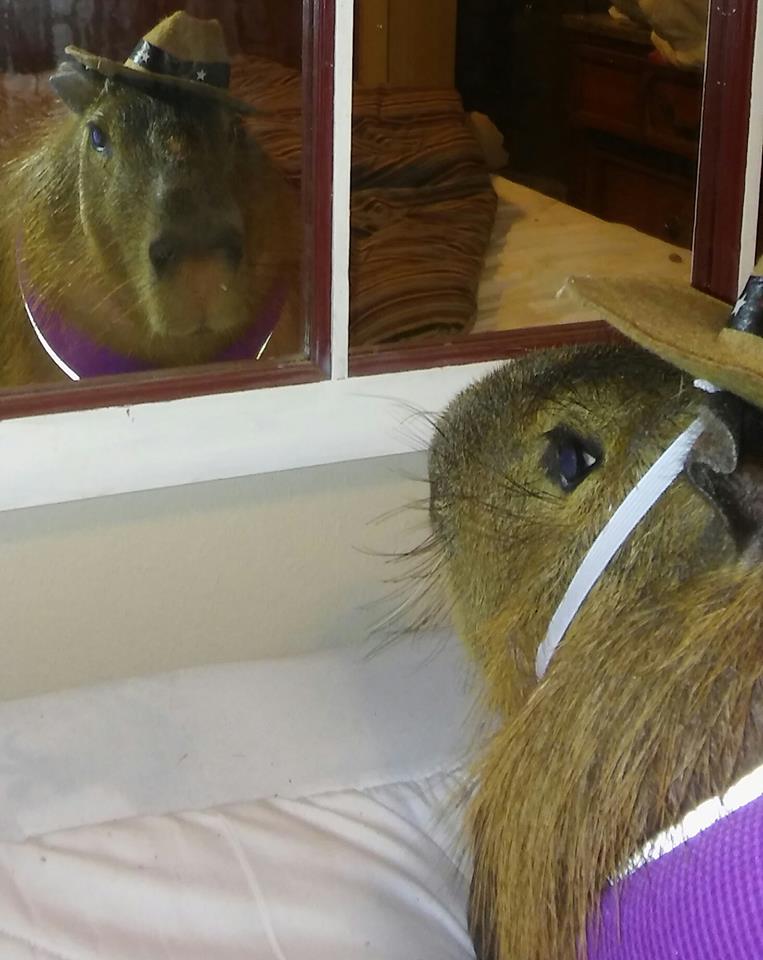 Capybaras: Friendly Giants of the Rodent Community - AZPetVet