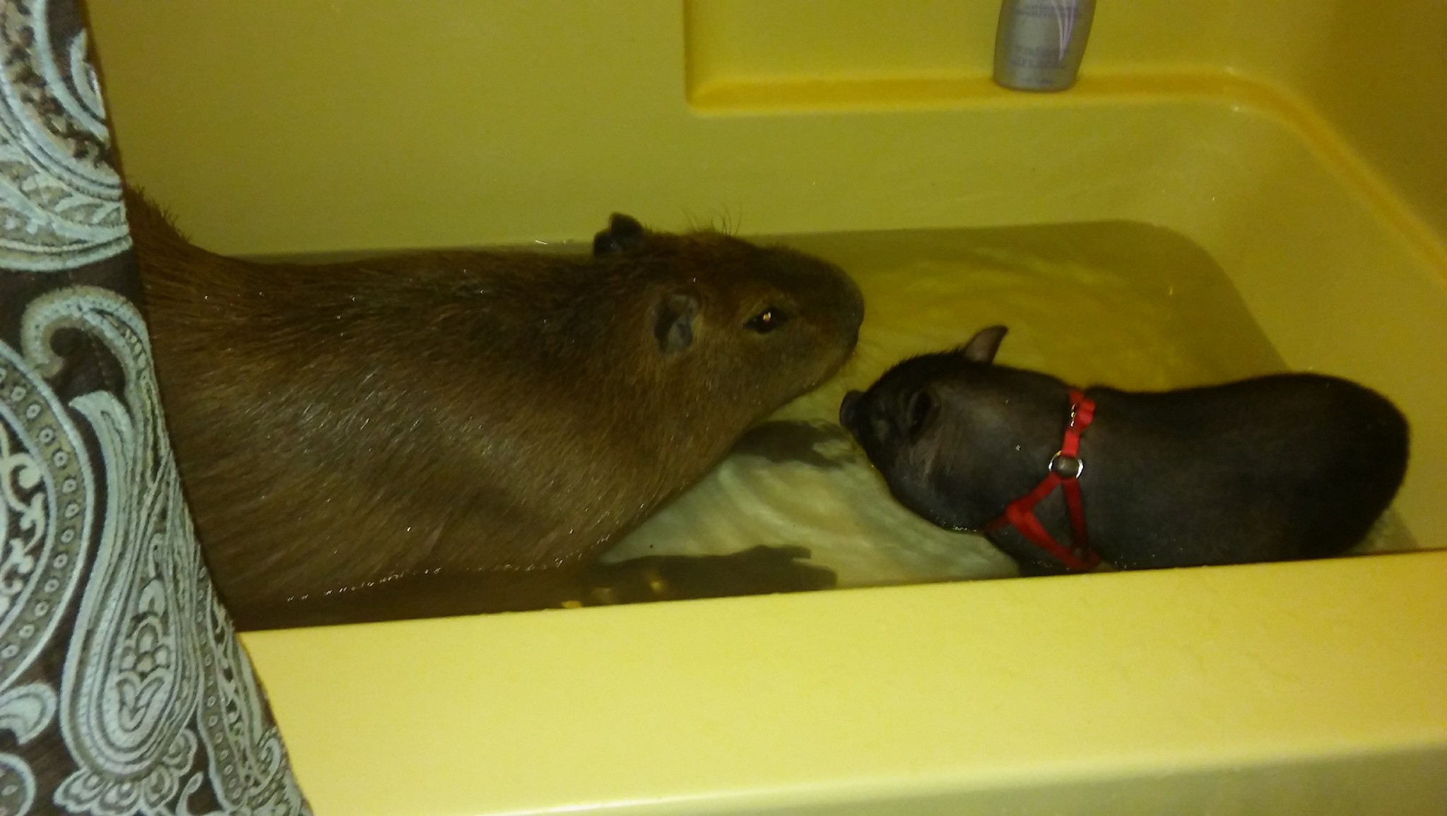 Capybaras: Friendly Giants of the Rodent Community - AZPetVet