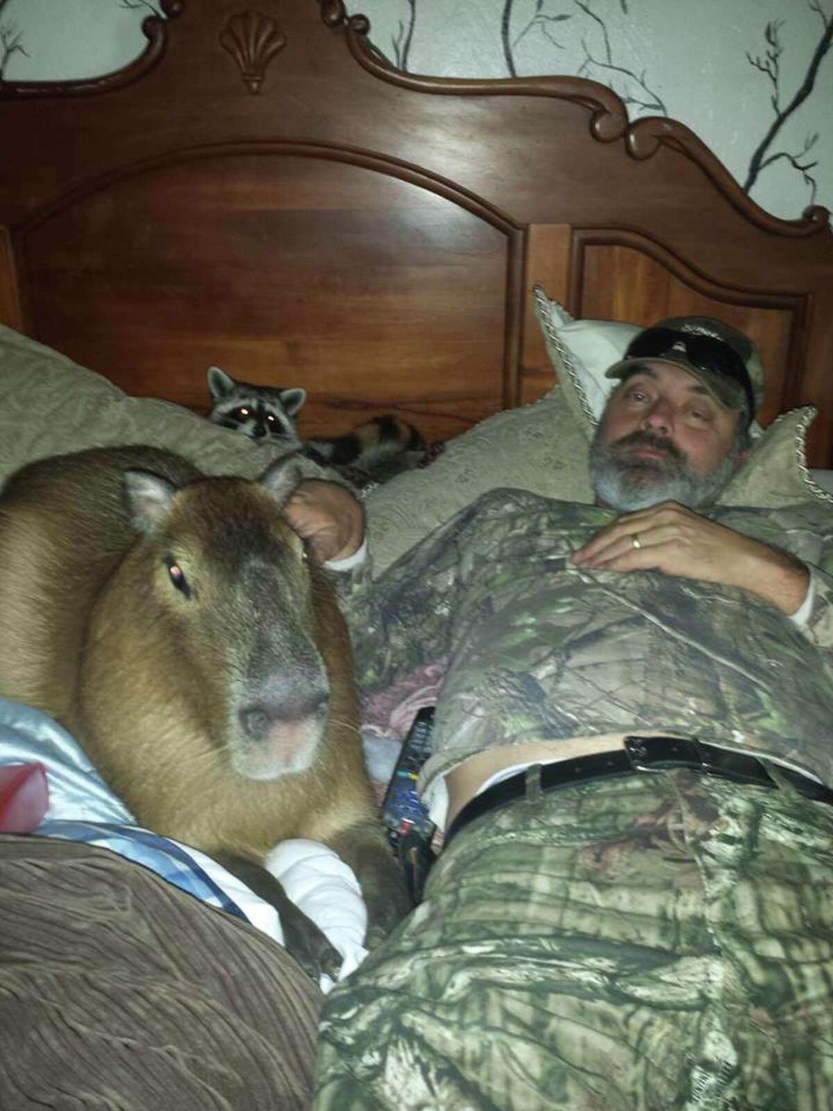 Chico, the 2-year-old 120-pound Capybara from Texarkana owned by Jackie Coleman Wren.