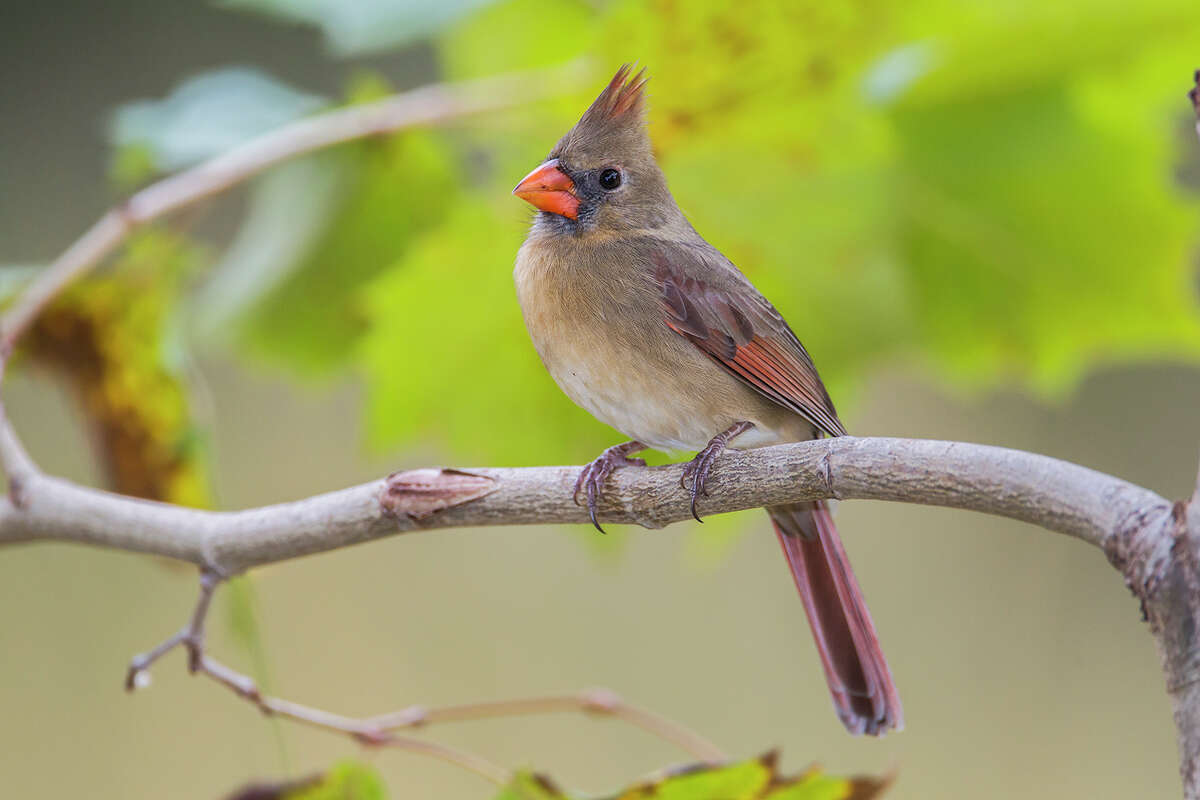 The Los Angeles Cardinal — Los Angeles Audubon Society