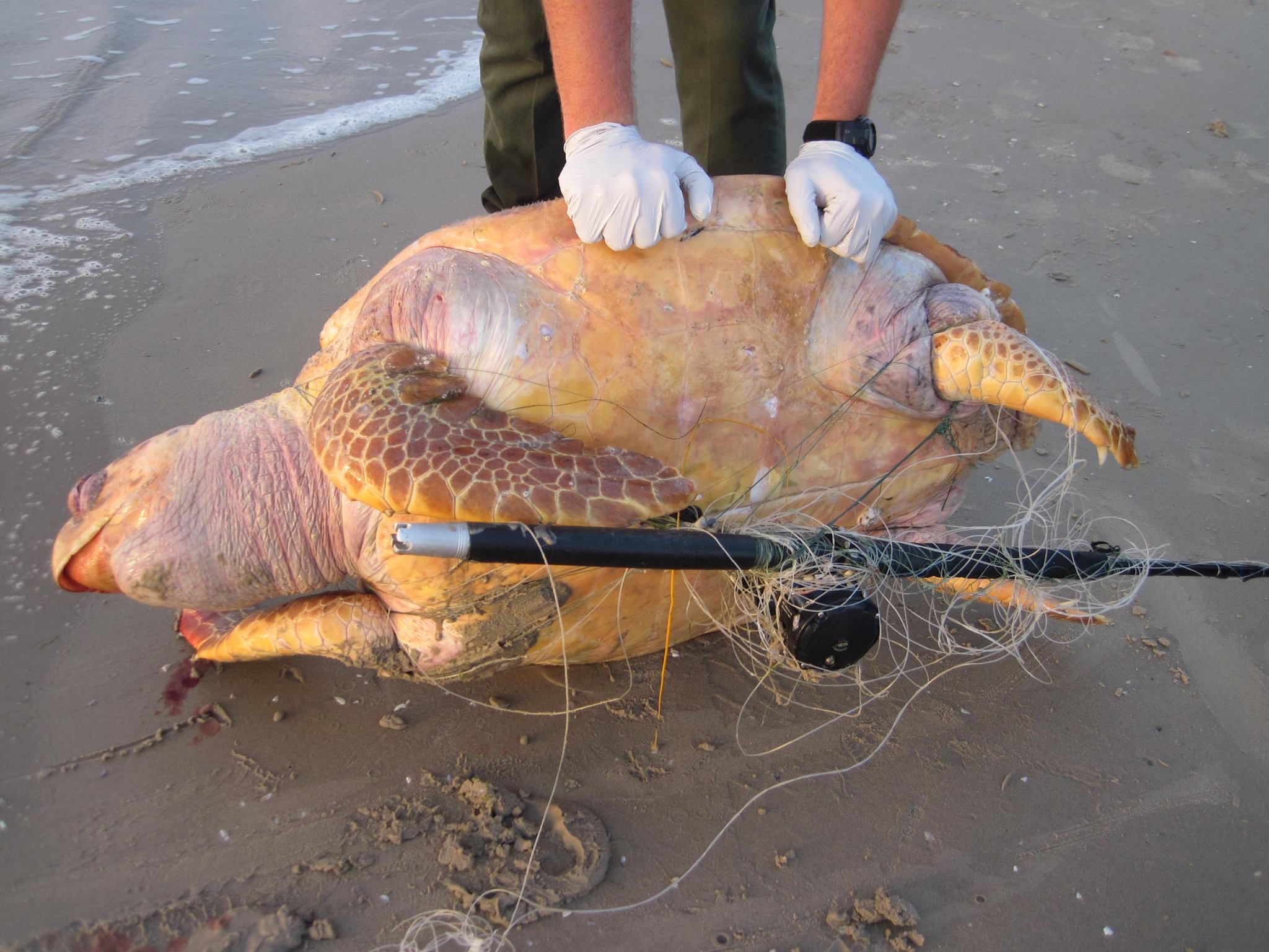 Turtle Found Dead With Fishing Line Tangled Around Its Throat