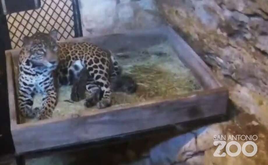 Jaguar San Antonio >> San Antonio Zoo Welcomes Pair Of Jaguar Cubs Part Of Jaguar San Antonio >> San Antonio Zoo Welcomes Pair Of Jaguar Cubs Part Of