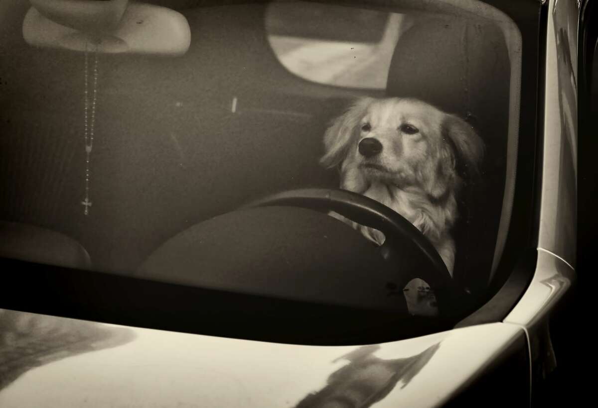 Just a bunch of photos of dogs driving cars