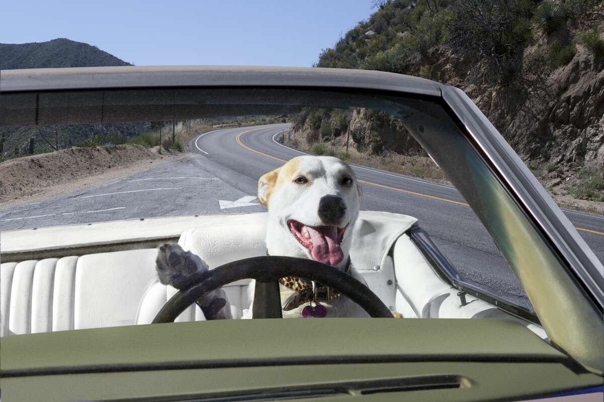 dog bars for cars