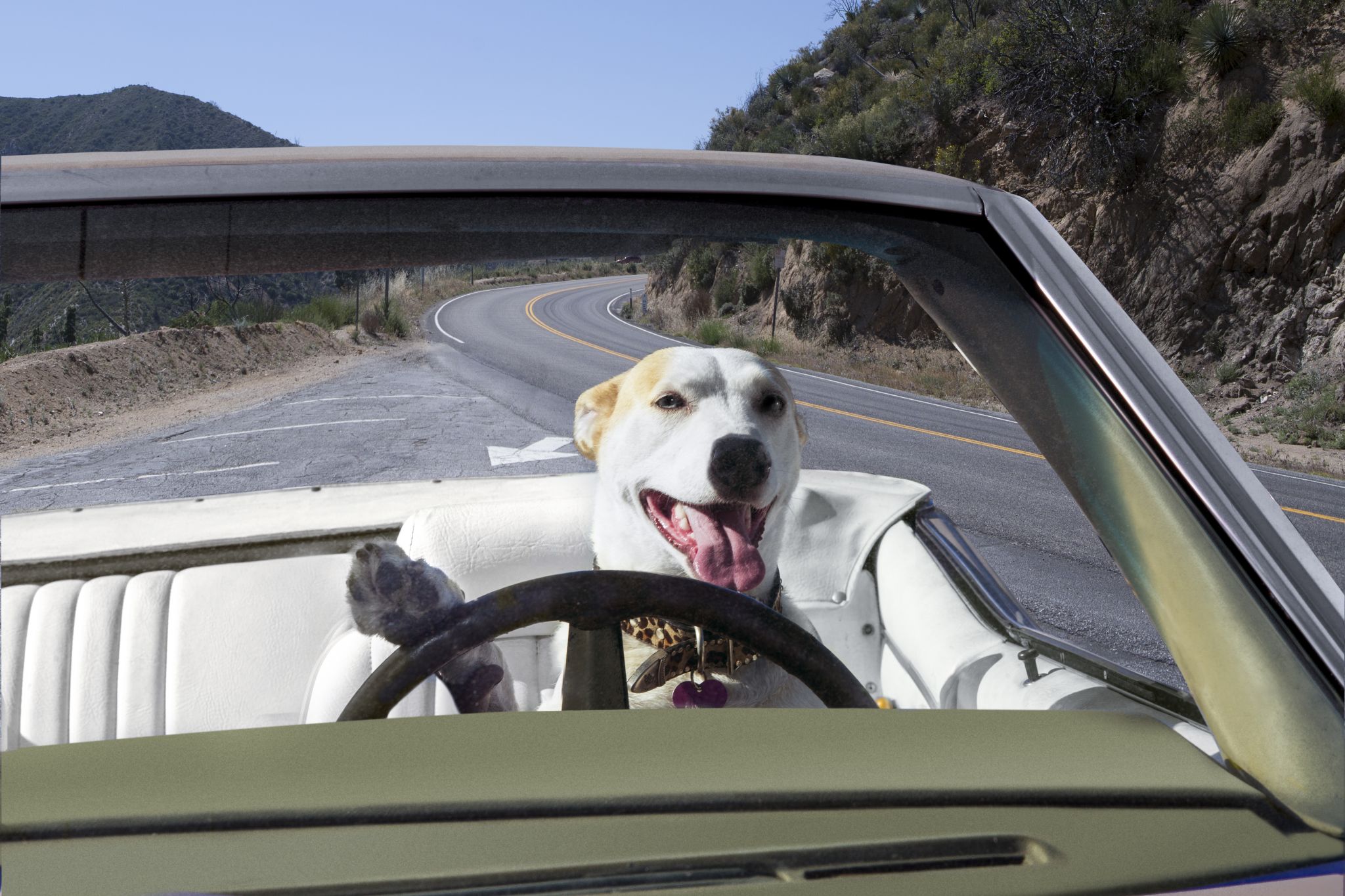 Just A Bunch Of Photos Of Dogs Driving Cars