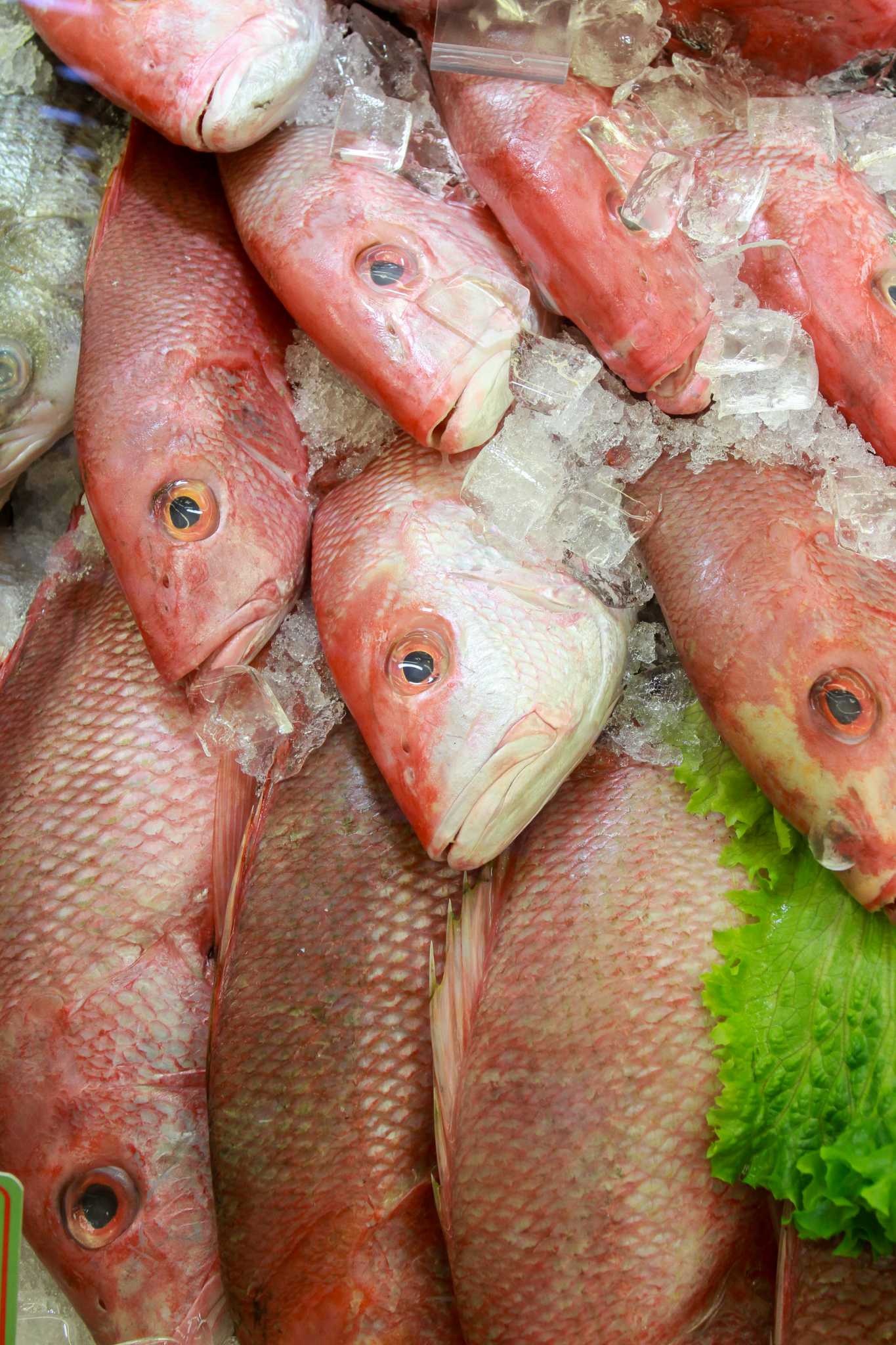  Catfished By Catfish Fish Fraud Is Rampant