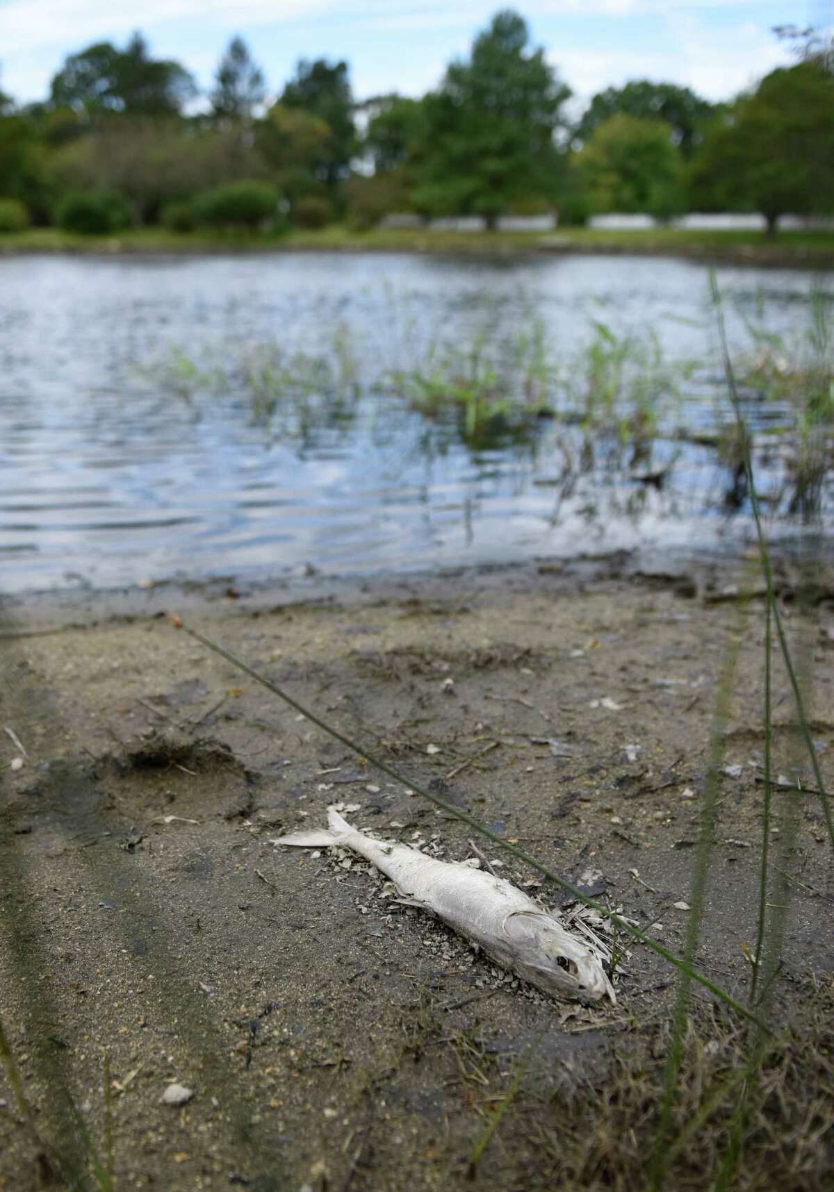 Scores of dead fish float to the surface of Bruce Park Pond in Greenwich, Conn. Sunday, Sept. 11, 2016.