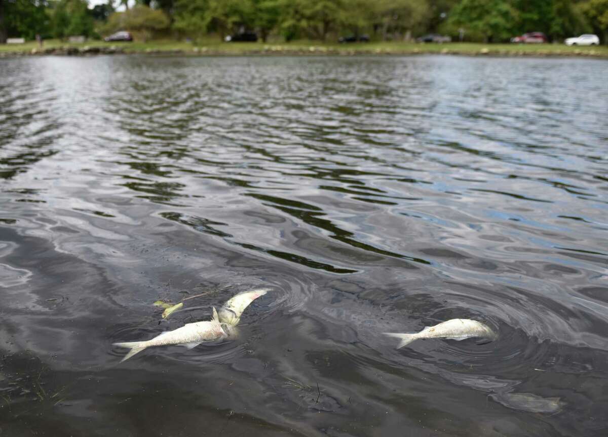Scores of dead fish float to the surface of Bruce Park Pond in Greenwich.