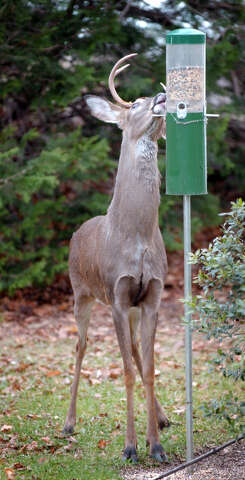 State Deep Puts Out Call For Deer Heads Connecticut Post