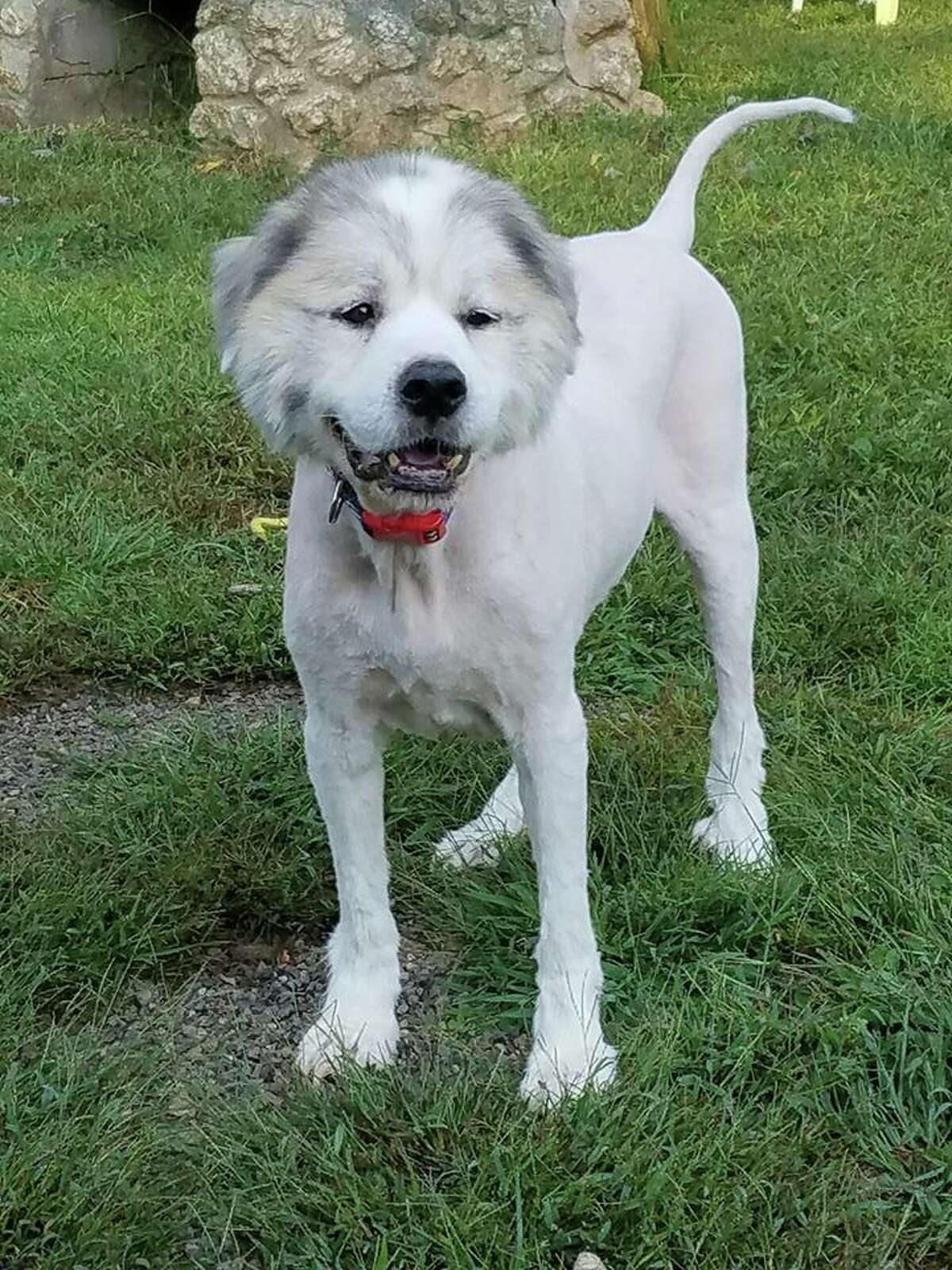 great pyrenees haircut