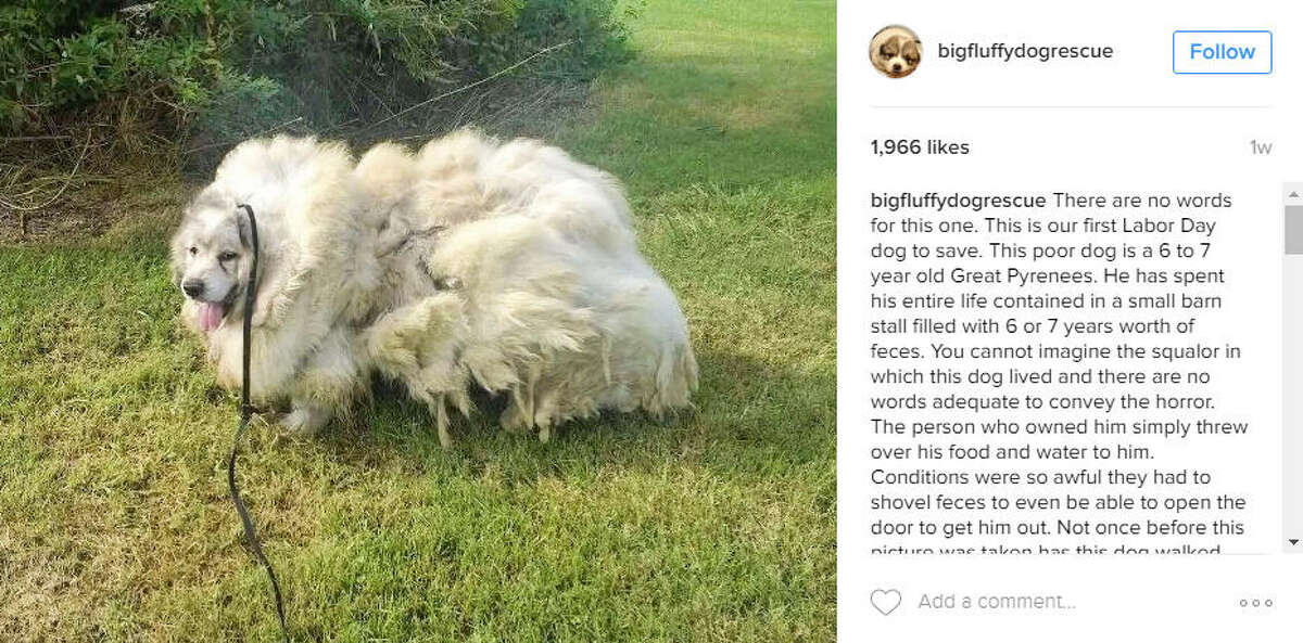 do great pyrenees dogs shed a lot