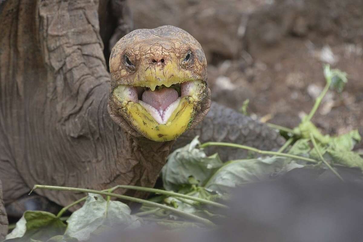 Diego, a tortoise of the endangered Chelonoidis hoodensis subspecies from Española Island, is seen in a breeding centre at the Galapagos National Park on Santa Cruz Island in the Galapagos archipelago, located some 1,000 km off Ecuador's coast, on September 10, 2016. / AFP / RODRIGO BUENDIA (Photo credit should read RODRIGO BUENDIA/AFP/Getty Images)