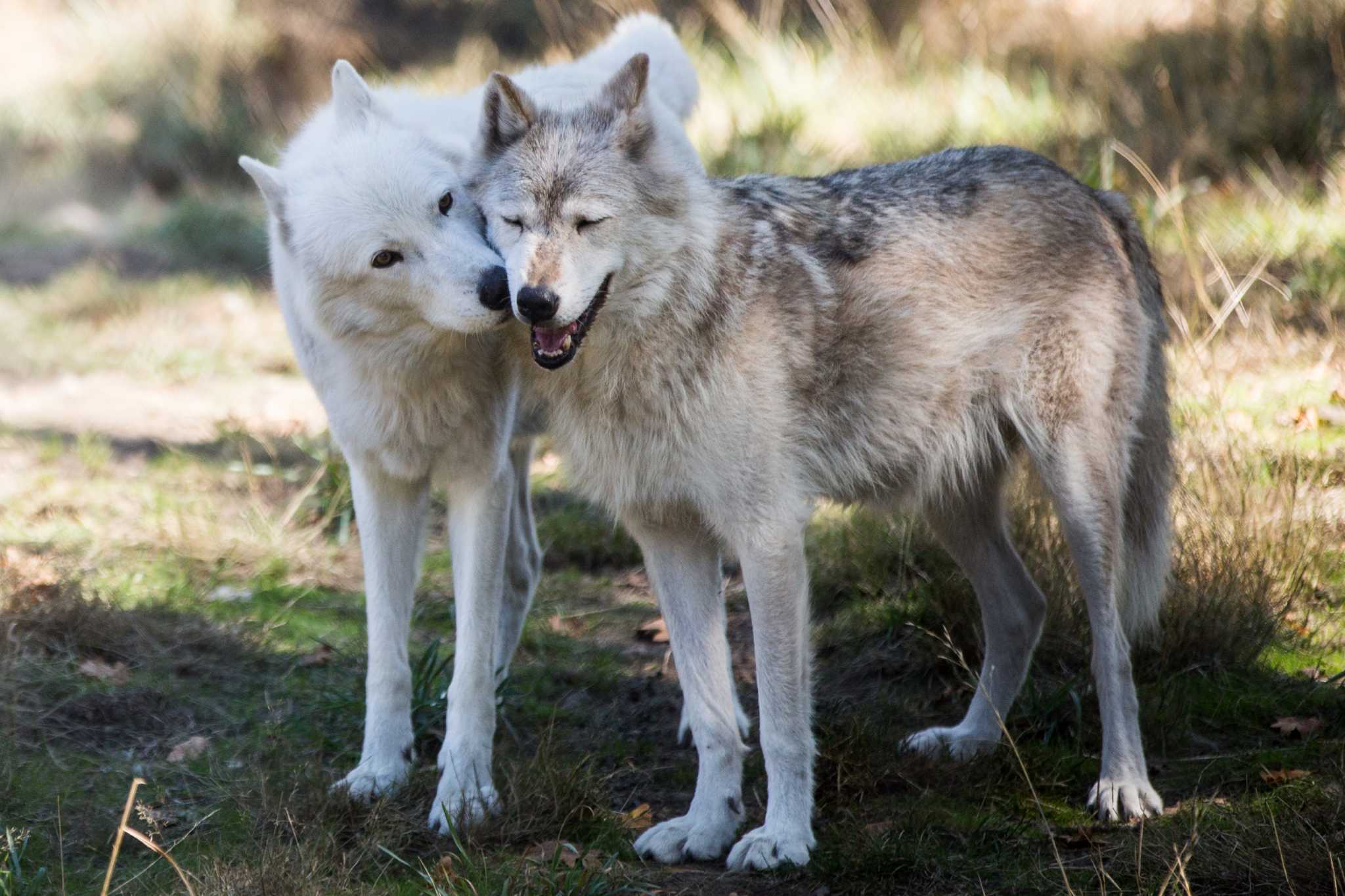 Жизнь серого волка. Берингийский волк. Мельвийский волк. Canis Lupus irremotus. Элсмирский волк.