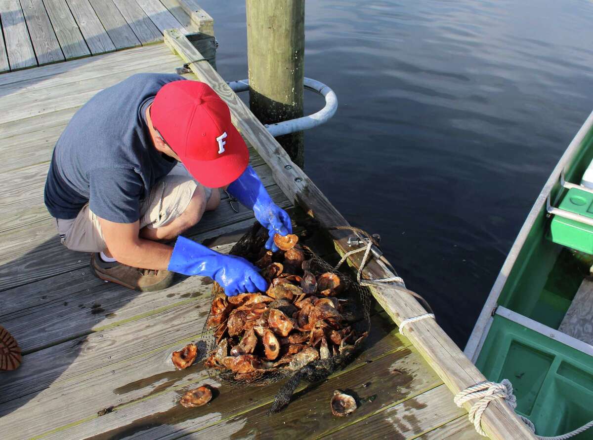 Baby oysters moved to town beds