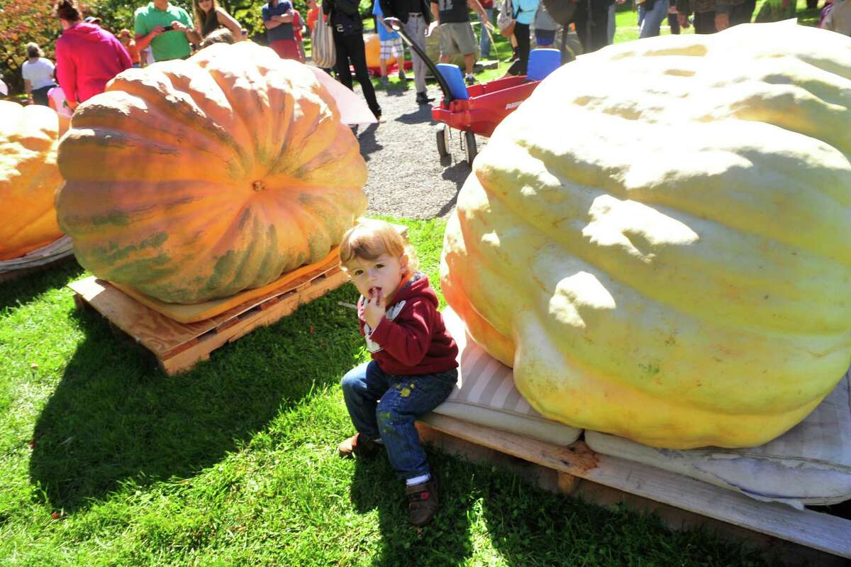 Pumpkin weighoff returns to Ridgefield