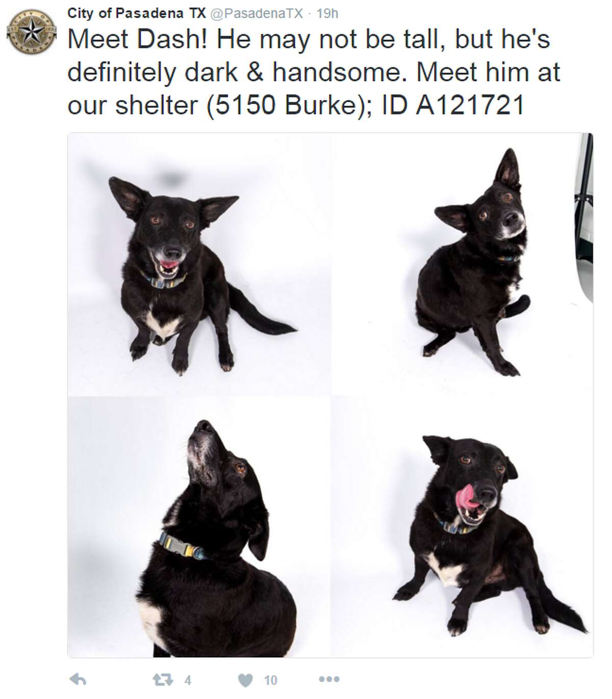 Pasadena Releases Amazing Glamour Shots Of Shelter Dogs