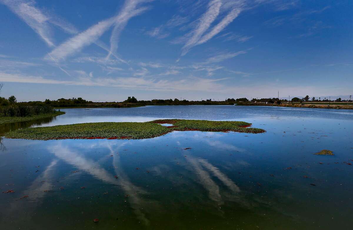 The Mendota Marsh collection