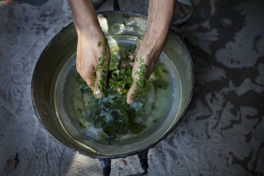 A Thai Malay Muslim drug user breaks up the kratom leaf into a pan to form part of a popular cheap narcotic drink called 4 x 100 on September 1, 2011 in Narwathiwat, southern Thailand. Translated as " sii khun roi," 4 x 100  is a mix of the illegal kratom leaf, cough syrup and Coca-Cola with added ingredients like tranquilizers and marijuana. Photo: Paula Bronstein/Getty Images