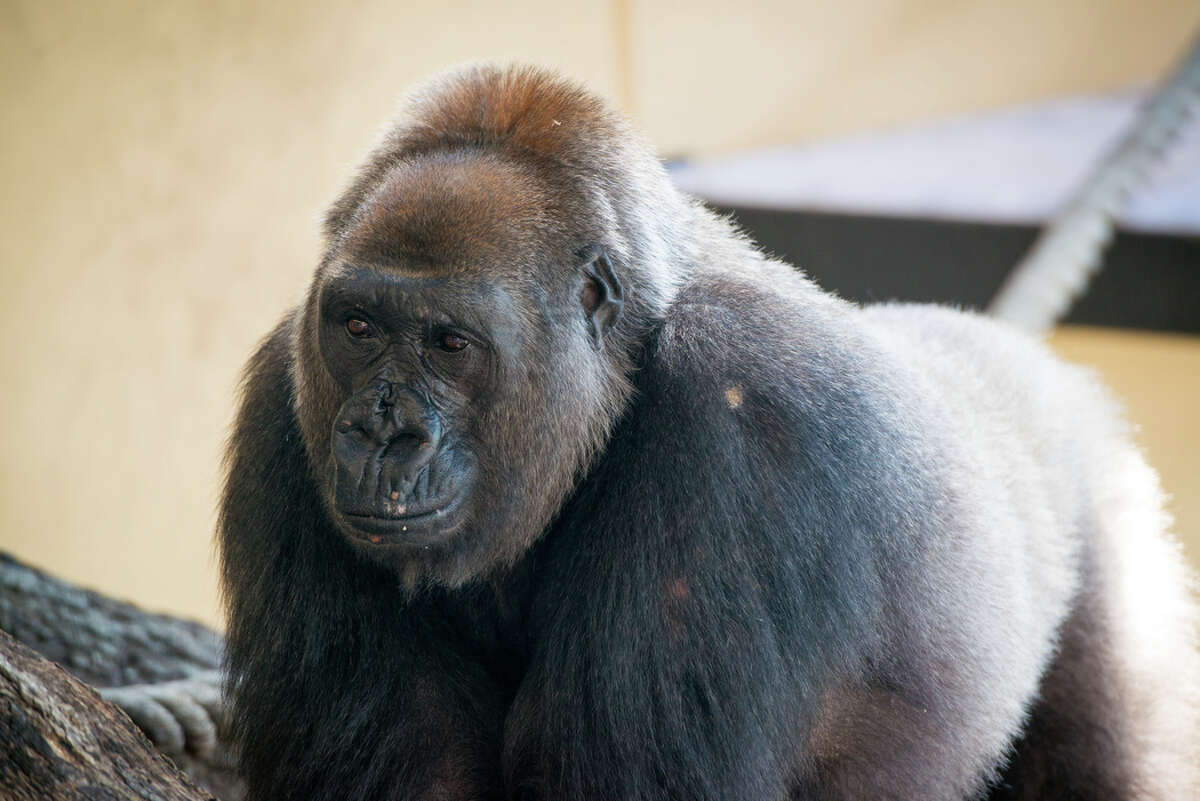 green gorilla amarillo texas green gorilla amarillo texas