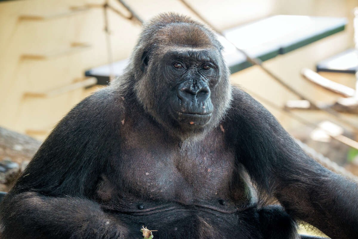 The Houston Zoo released images of Angel, a 29-year-old western lowland gorilla who came to Houston from the Denver Zoo in early August, 2016.