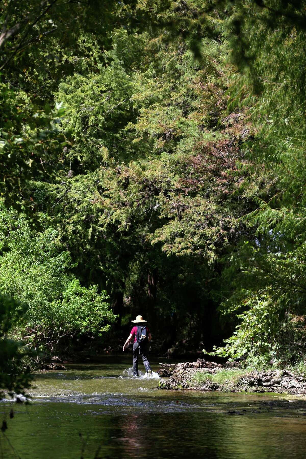 ABOVE: Texas Parks and Wildlife Department Water Resources employee Anne Rogers walks Wednesday, Sept. 14, 2016 up Cibolo Creek on the Cibolo Preserve. Bill Lende, who owned the land and established the preserve located just down stream from the Cibolo Nature Center in Boerne, died Friday.