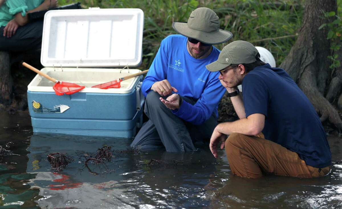 LEFT: San Antonio River Authority's Chris Vaughn, left, and Austin Davis, participate in a Fish community assessment Wednesday, Sept. 14, 2016 in the Cibolo Creek in the Cibolo Preserve. Bill Lende, who owned the land and established the preserve located just down stream from the Cibolo Nature Center in Boerne, died Friday.