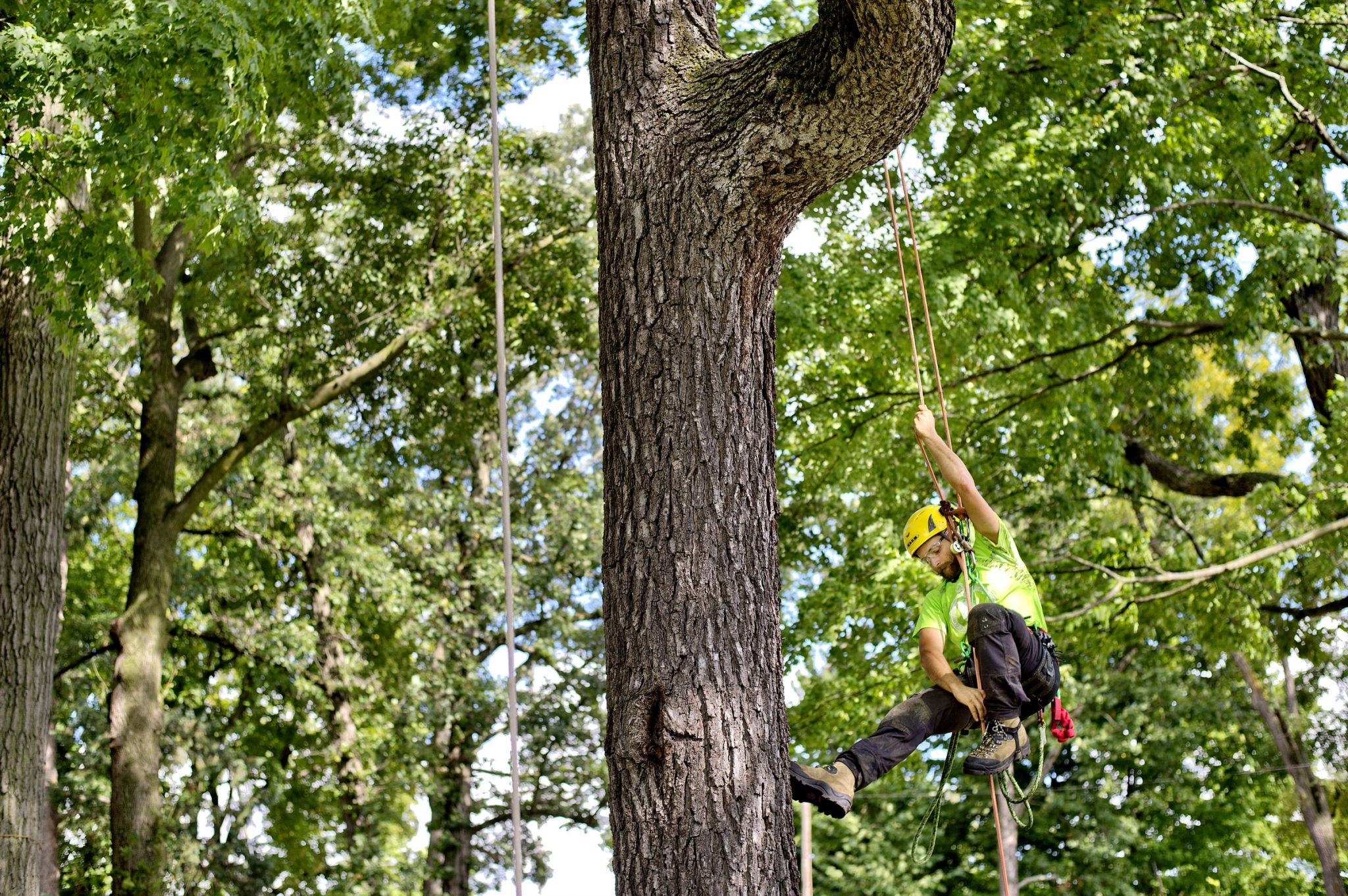 Michigan Tree Climbing Championship at Revere Park