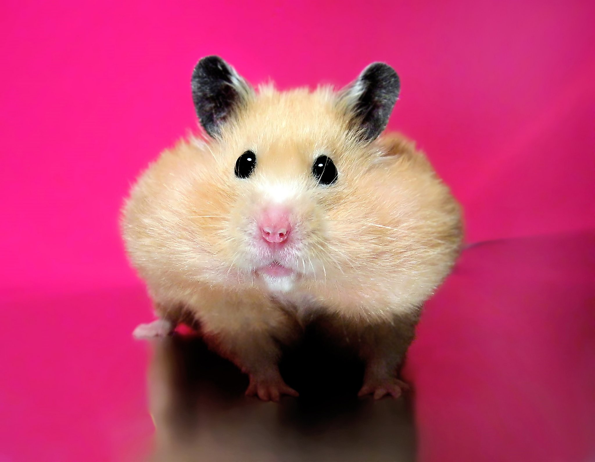 Ex hamsters sale