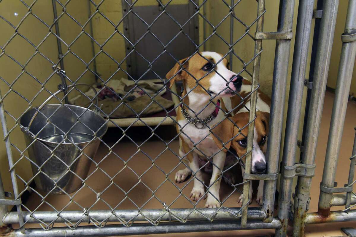 Program links Albany humane society with Puerto Rico