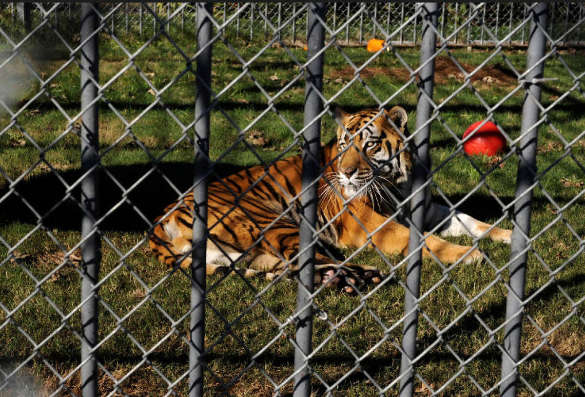 Story behind the Tony, Louisiana's famous truck stop tiger