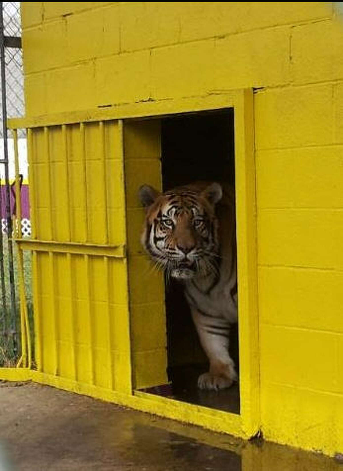 Tony, a Bengal tiger living at a truck stop in Grosse Tete, La., peers out of his cage.