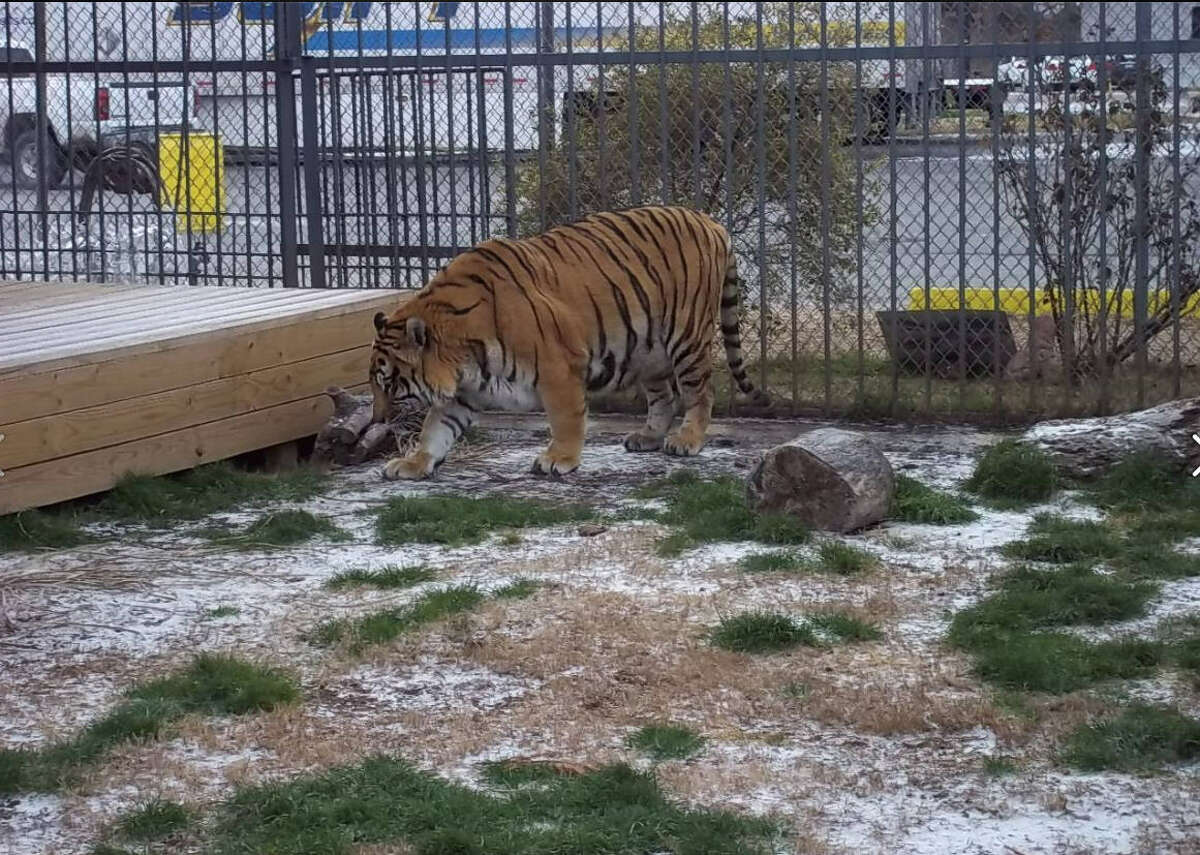 Story behind the Tony, Louisiana's famous truck stop tiger