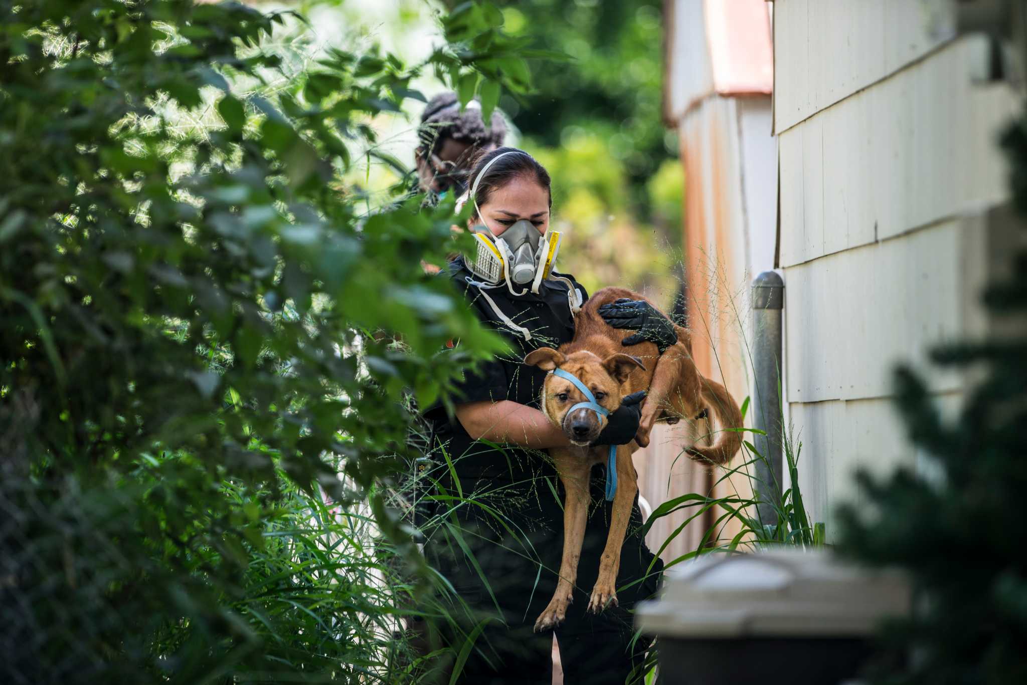 Dozens of animals rescued from single home - San Antonio Express-News
