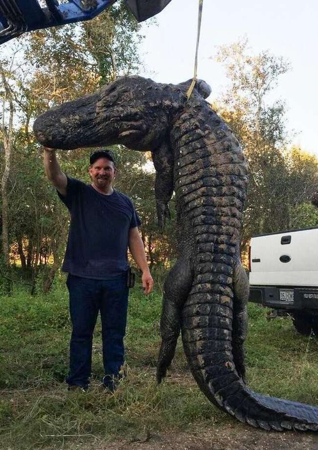 Bow hunter snags giant, 13-foot alligator near Dayton - Houston Chronicle